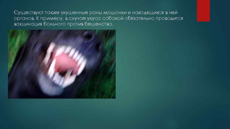 Существуют также укушенные раны мошонки и находящихся в ней органов. К примеру, в случае