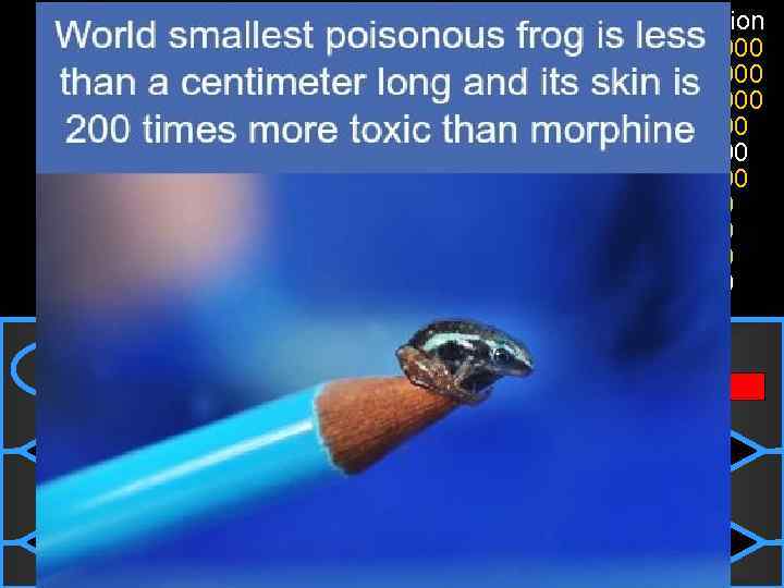 How small is the smallest frog in the world? 50: 50 15 14 13
