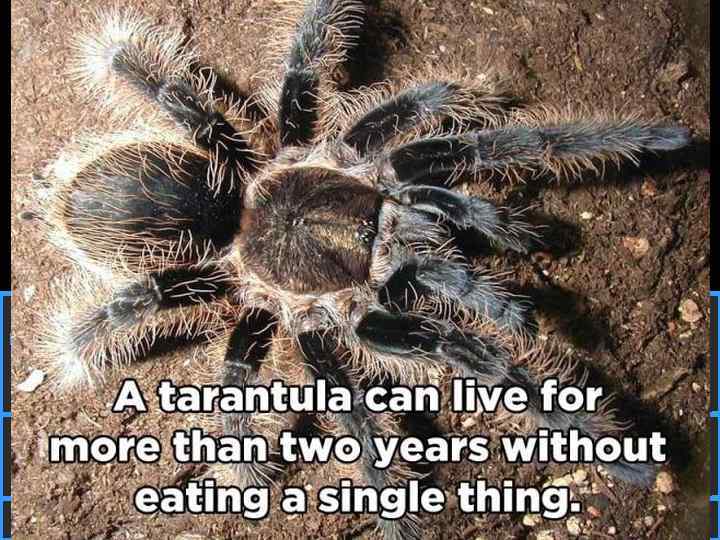 How long can a tarantula live without food? 50: 50 15 14 13 12