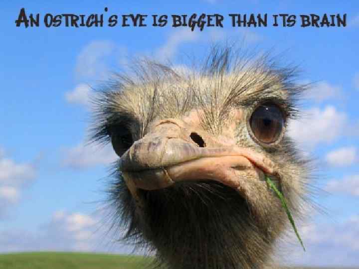 How big is the brain of an ostrich? 50: 50 15 14 13 12