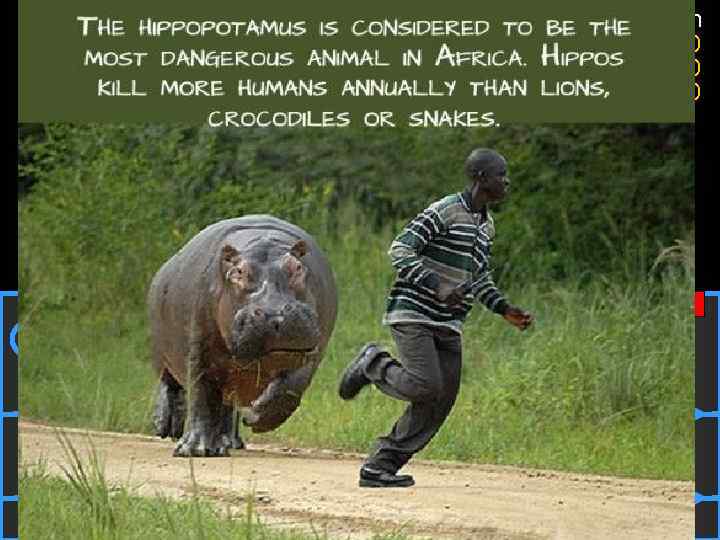 What is the most dangerous animal in Africa? 50: 50 A. A lion C.