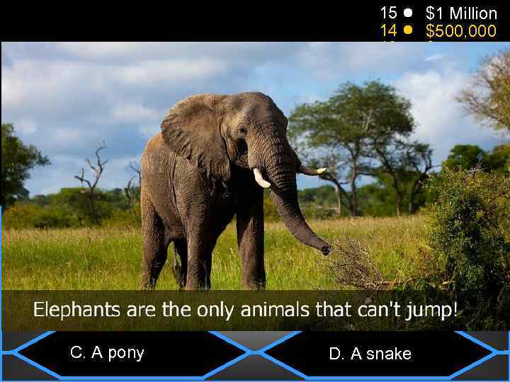 What animal can’t jump? 50: 50 15 14 13 12 11 10 9 8