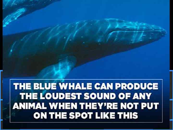 What is the loudest animal? 50: 50 15 14 13 12 11 10 9