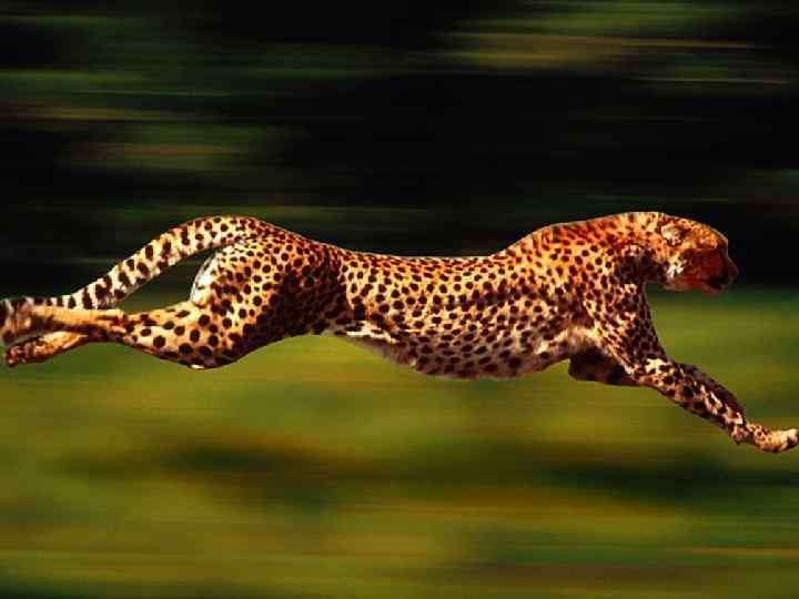 What is the fastest animal in the world? 50: 50 15 14 13 12
