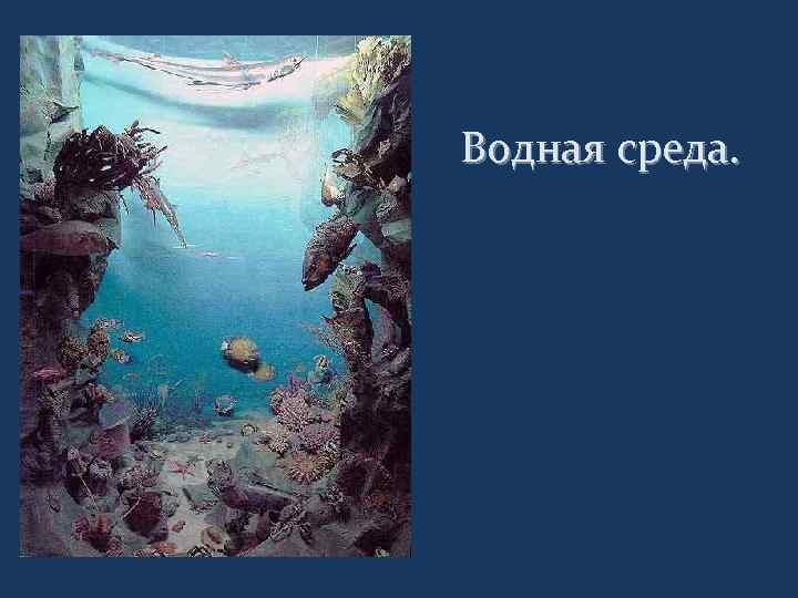 Водная среда. 