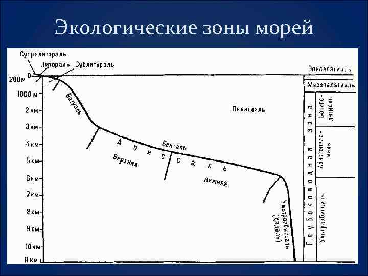 Экологические зоны морей 