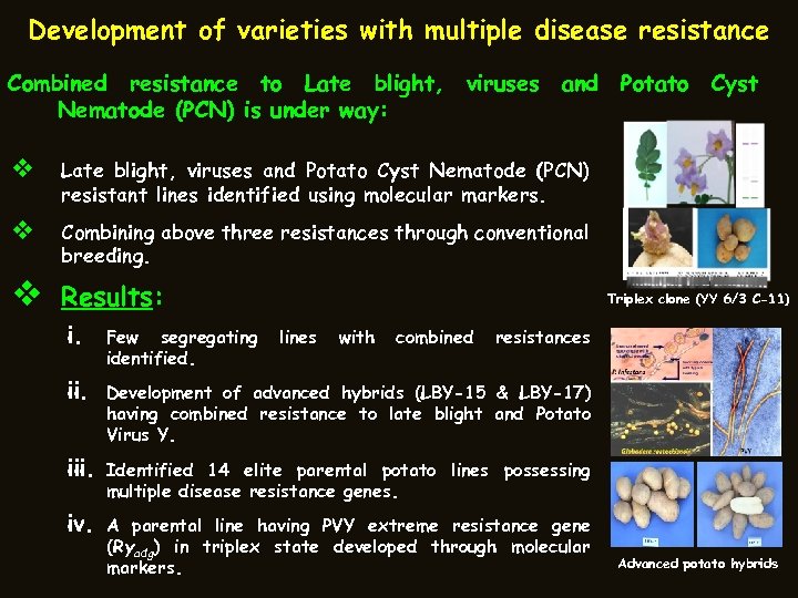 Development of varieties with multiple disease resistance Combined resistance to Late blight, Nematode (PCN)