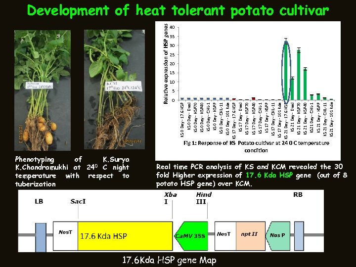Relative expression of HSP genes Phenotyping of K. Surya 0 C night K. Chandramukhi