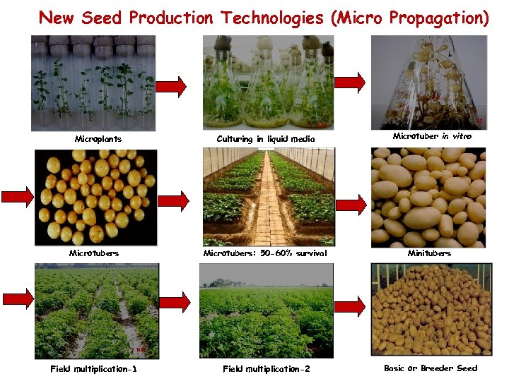 New Seed Production Technologies (Micro Propagation) Microplants Culturing in liquid media Microtuber in vitro