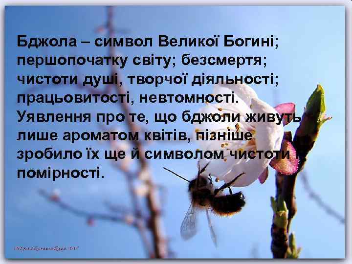 Бджола – символ Великої Богині; першопочатку світу; безсмертя; чистоти душі, творчої діяльності; працьовитості, невтомності.