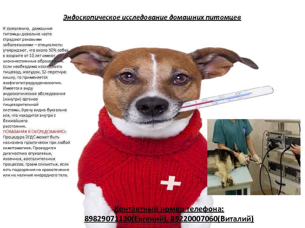 Эндоскопическое исследование домашних питомцев К сожалению, домашние питомцы довольно часто страдают раковыми заболеваниями –