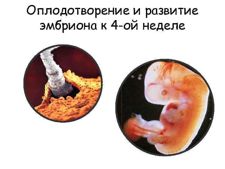 Оплодотворение и развитие эмбриона к 4 -ой неделе 