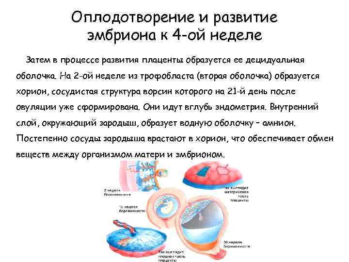 Оплодотворение и развитие эмбриона к 4 -ой неделе Затем в процессе развития плаценты образуется