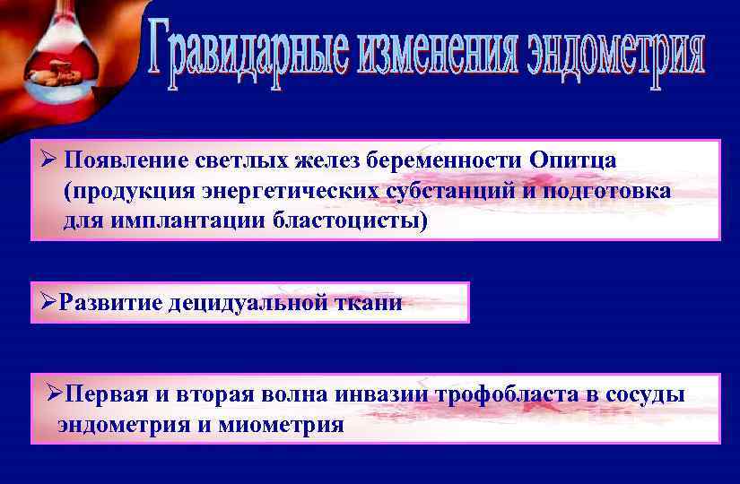 Ø Появление светлых желез беременности Опитца (продукция энергетических субстанций и подготовка для имплантации бластоцисты)