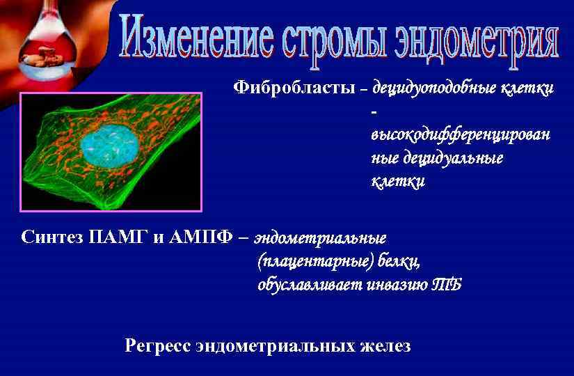 Фибробласты – децидуоподобные клетки высокодифференцирован ные децидуальные клетки Синтез ПАМГ и АМПФ – эндометриальные