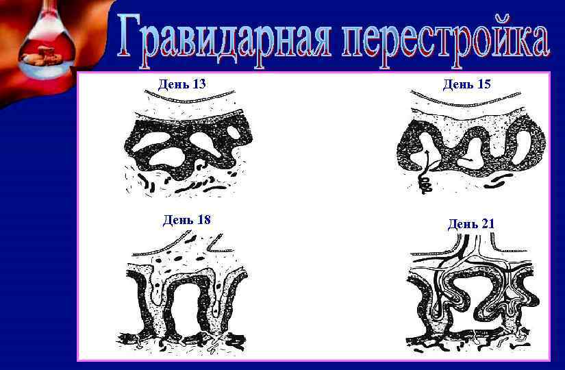 День 13 День 18 День 15 День 21 
