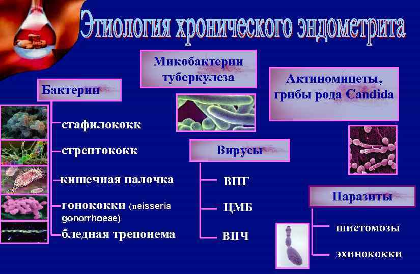 Бактерии Микобактерии туберкулеза Актиномицеты, грибы рода Candida стафилококк стрептококк кишечная палочка гонококки (neisseria gonorrhoeae)