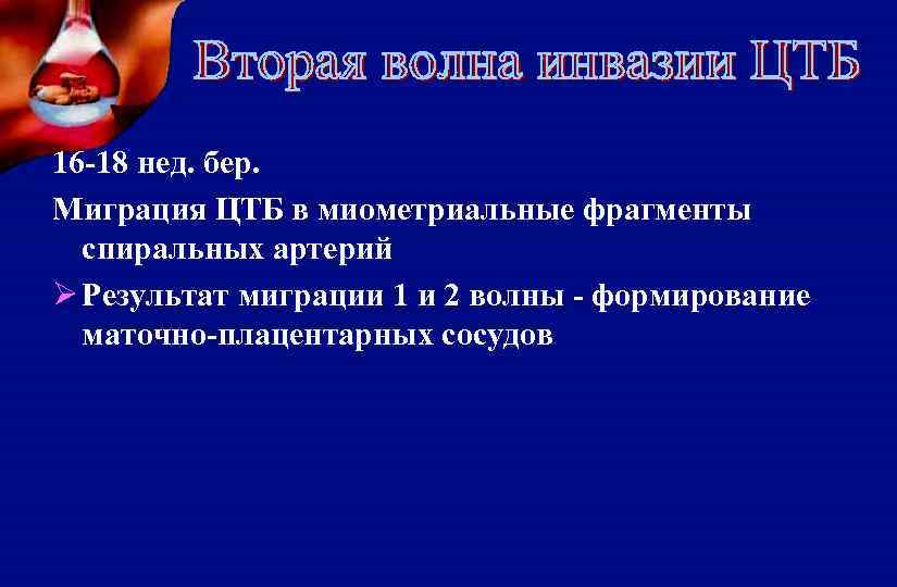 16 -18 нед. бер. Миграция ЦТБ в миометриальные фрагменты спиральных артерий Ø Результат миграции