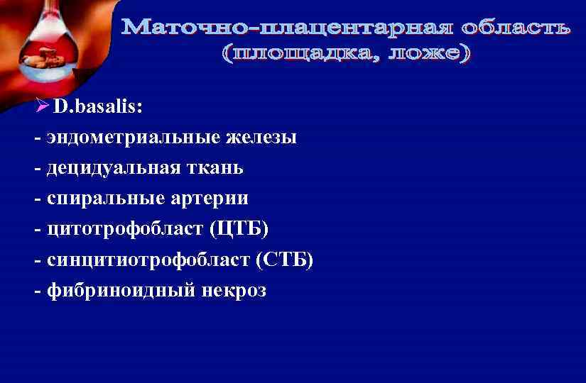 Ø D. basalis: - эндометриальные железы - децидуальная ткань - спиральные артерии - цитотрофобласт