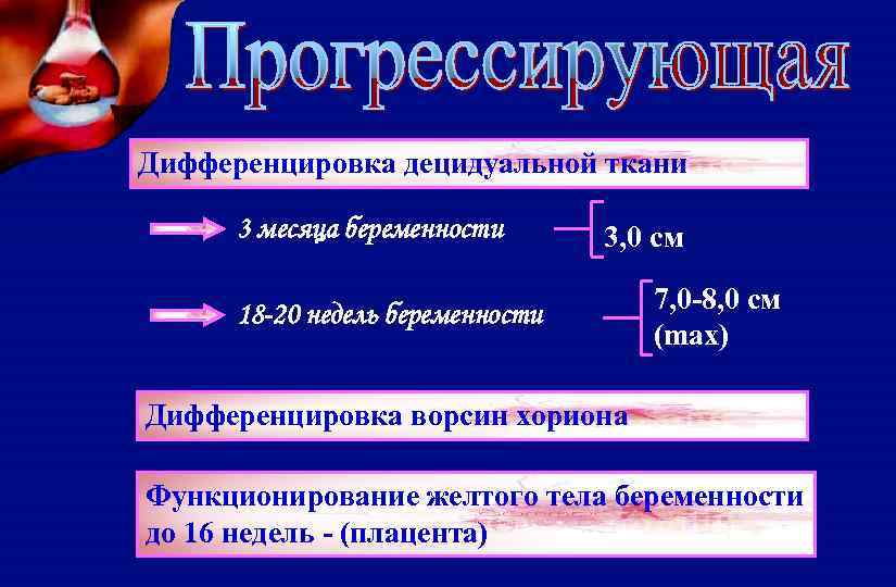 Дифференцировка децидуальной ткани 3 месяца беременности 3, 0 см 18 -20 недель беременности 7,