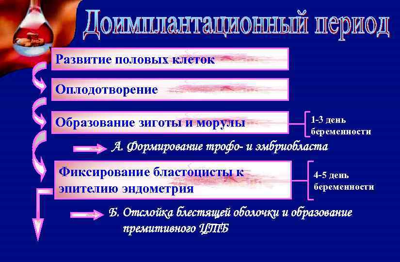 Развитие половых клеток Оплодотворение Образование зиготы и морулы 1 -3 день беременности А. Формирование