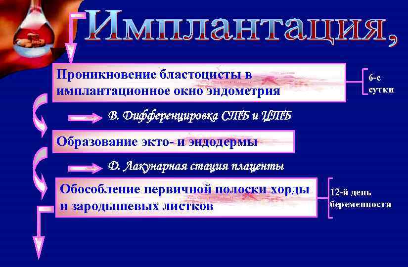 Проникновение бластоцисты в имплантационное окно эндометрия 6 -е сутки В. Дифференцировка СТБ и ЦТБ