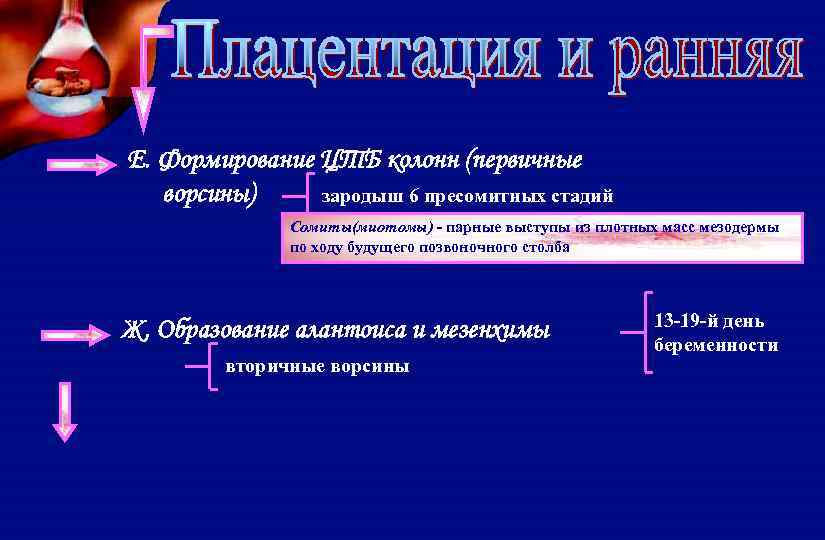 Е. Формирование ЦТБ колонн (первичные ворсины) зародыш 6 пресомитных стадий Сомиты(миотомы) - парные выступы