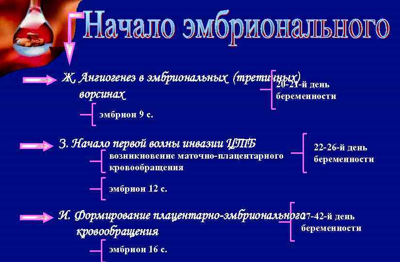 Ж. Ангиогенез в эмбриональных (третичных) день 20 -21 -й ворсинах беременности эмбрион 9 с.