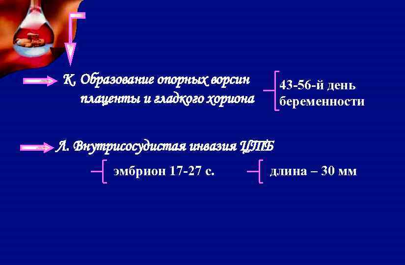 К. Образование опорных ворсин плаценты и гладкого хориона 43 -56 -й день беременности Л.