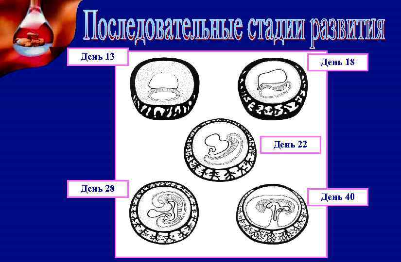 День 13 День 18 День 22 День 28 День 40 