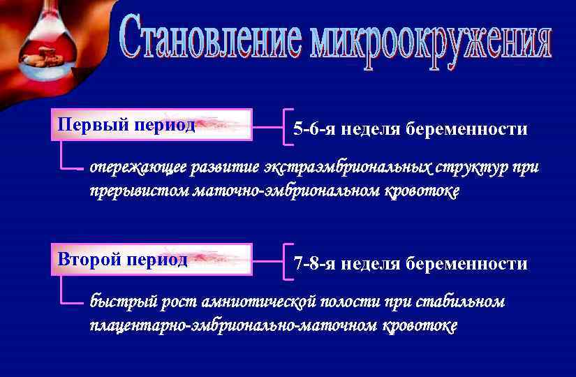 Первый период 5 -6 -я неделя беременности опережающее развитие экстраэмбриональных структур при прерывистом маточно-эмбриональном