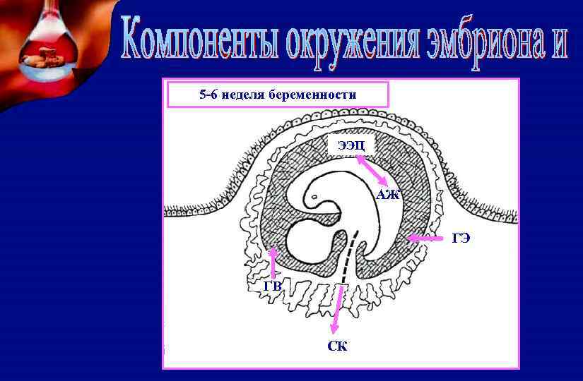 5 -6 неделя беременности ЭЭЦ АЖ ГЭ ГВ CК 