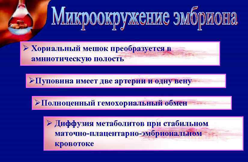 Ø Хориальный мешок преобразуется в амниотическую полость ØПуповина имеет две артерии и одну вену