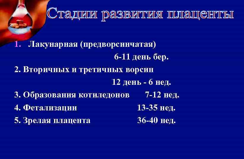 1. Лакунарная (предворсинчатая) 6 -11 день бер. 2. Вторичных и третичных ворсин 12 день
