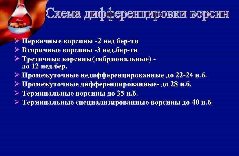 Ø Первичные ворсины -2 нед бер-ти Ø Вторичные ворсины -3 нед. бер-ти Ø Третичные