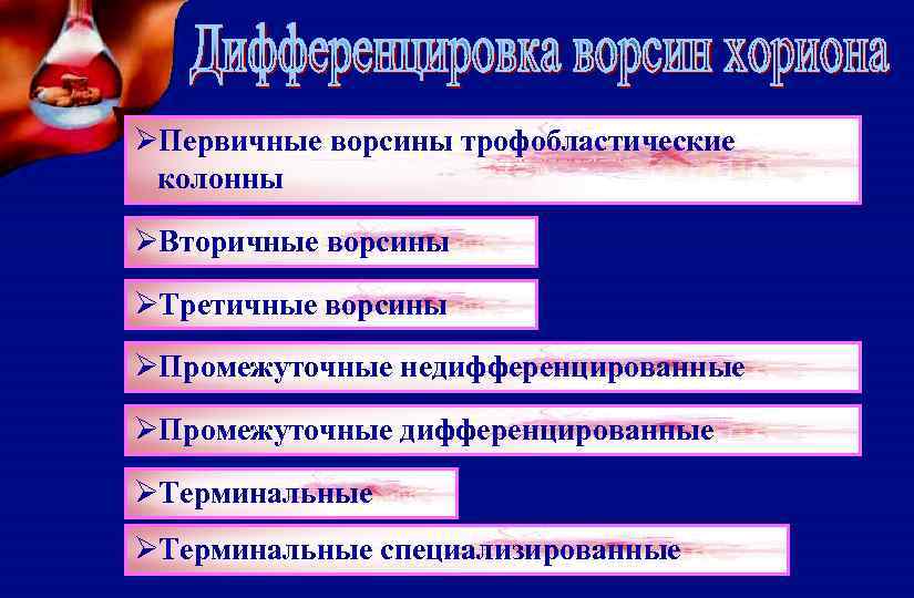 ØПервичные ворсины трофобластические колонны ØВторичные ворсины ØТретичные ворсины ØПромежуточные недифференцированные ØПромежуточные дифференцированные ØТерминальные специализированные