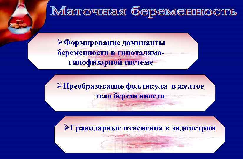 ØФормирование доминанты беременности в гипоталямогипофизарной системе ØПреобразование фолликула в желтое тело беременности ØГравидарные изменения