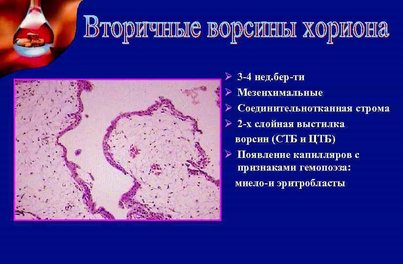 Ø Ø 3 -4 нед. бер-ти Мезенхимальные Соединительнотканная строма 2 -х слойная выстилка ворсин