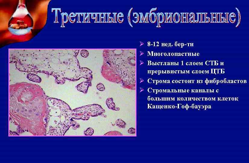 Ø 8 -12 нед. бер-ти Ø Многолопастные Ø Выстланы 1 слоем СТБ и прерывистым