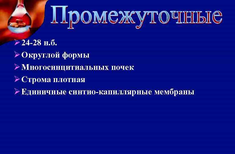 Ø 24 -28 н. б. Ø Округлой формы Ø Многосинцитиальных почек Ø Строма плотная