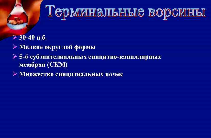 Ø 30 -40 н. б. Ø Мелкие округлой формы Ø 5 -6 субэпителиальных синцитио-капиллярных