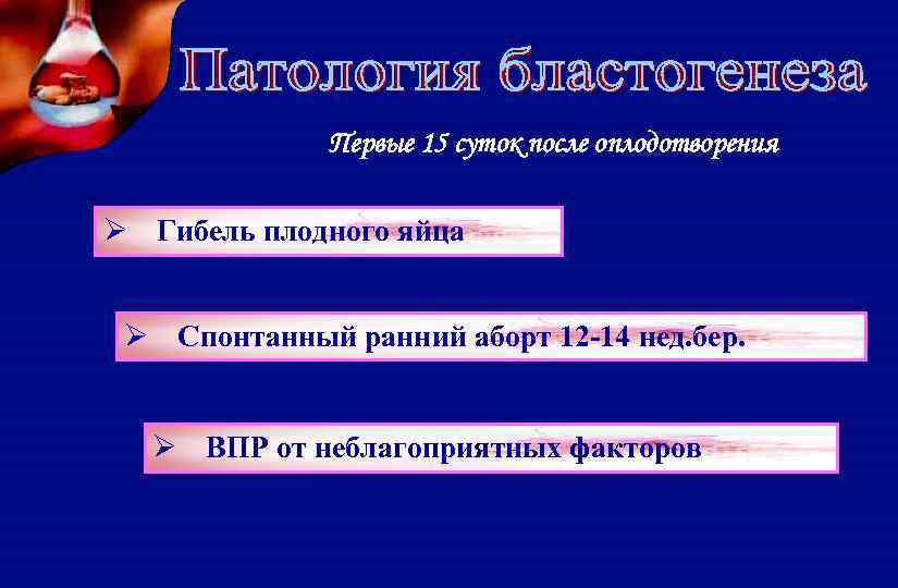 Первые 15 суток после оплодотворения Ø Гибель плодного яйца Ø Спонтанный ранний аборт 12