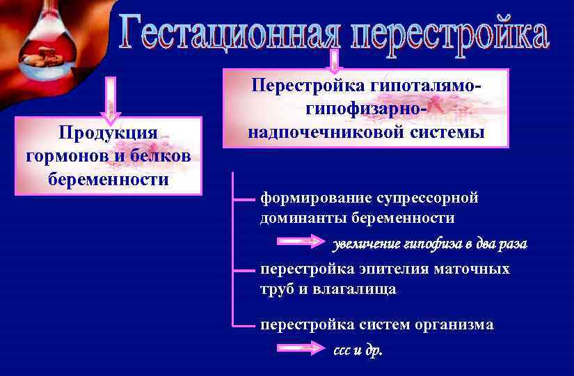 Продукция гормонов и белков беременности Перестройка гипоталямогипофизарнонадпочечниковой системы формирование супрессорной доминанты беременности увеличение гипофиза