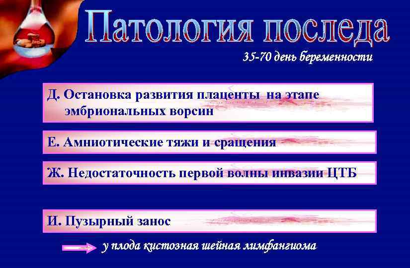 35 -70 день беременности Д. Остановка развития плаценты на этапе эмбриональных ворсин Е. Амниотические