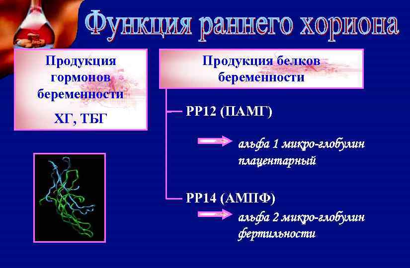 Продукция гормонов беременности ХГ, ТБГ Продукция белков беременности РР 12 (ПАМГ) альфа 1 микро-глобулин