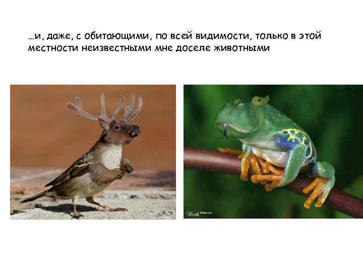 …и, даже, с обитающими, по всей видимости, только в этой местности неизвестными мне доселе