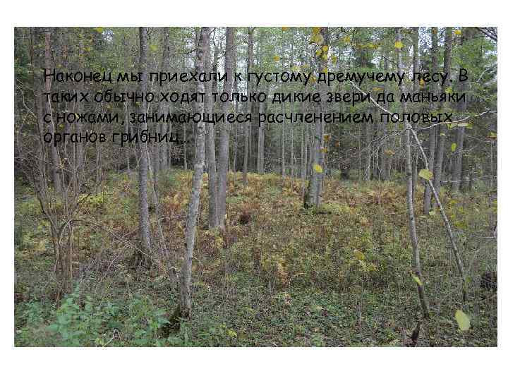 Наконец мы приехали к густому дремучему лесу. В таких обычно ходят только дикие звери