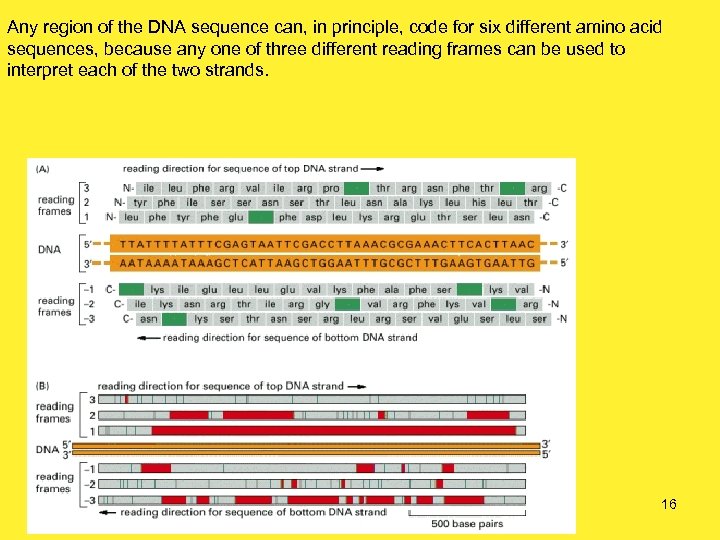Any region of the DNA sequence can, in principle, code for six different amino