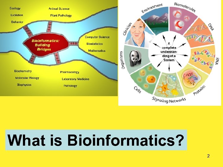 What is Bioinformatics? 2 