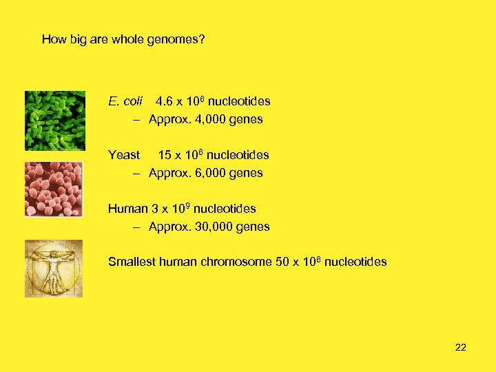How big are whole genomes? E. coli 4. 6 x 106 nucleotides – Approx.